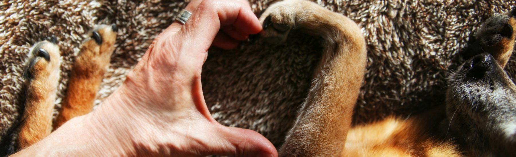 A human's hand and a dog's leg forms a heart