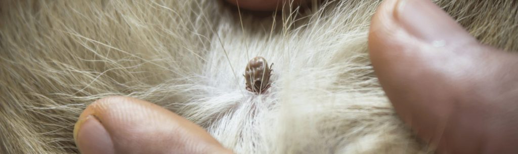 Close up of a tick in a dog's fur