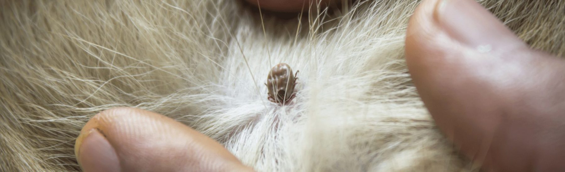 Close up of a tick in a dog's fur
