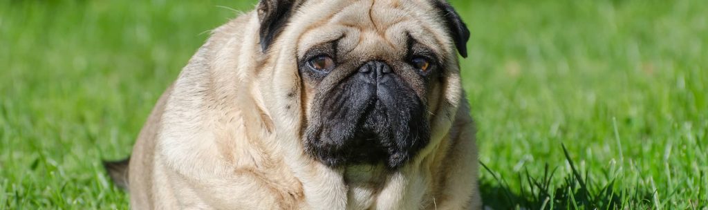 Overweight dog sitting on grass