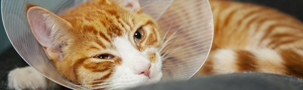 Ginger cat with a medical cone