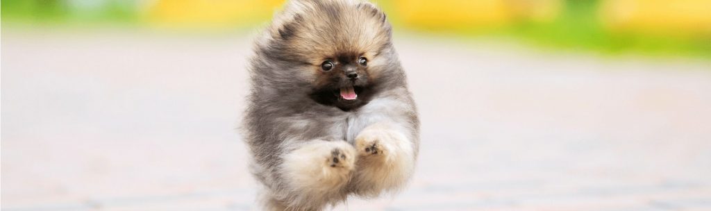 A Pomeranian dog running