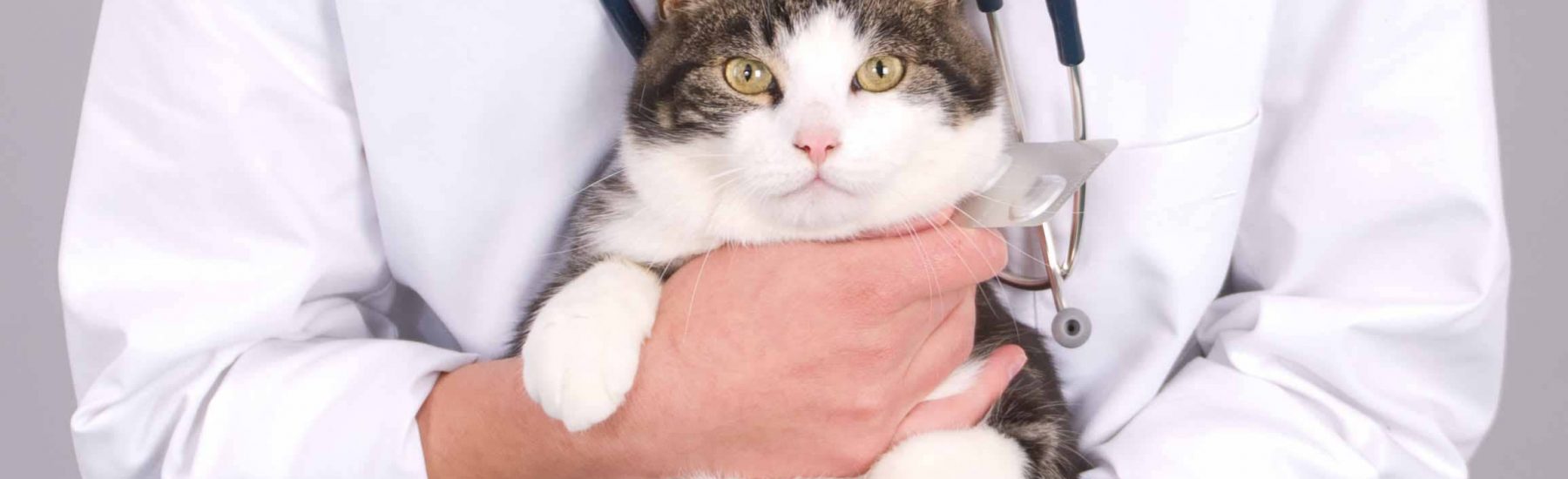 A cat being held by a vet