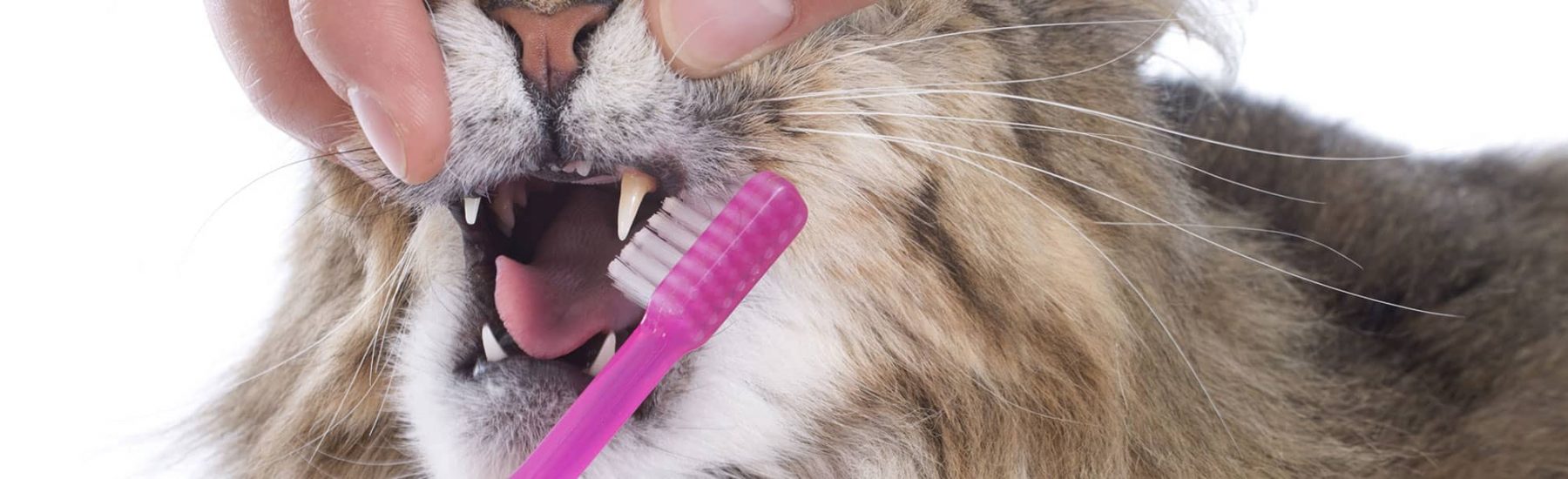 Cat getting their teeth brushed