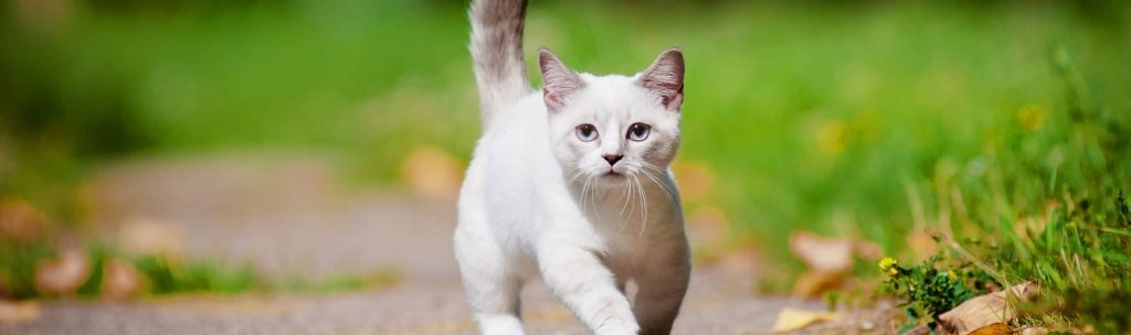 White cat walking
