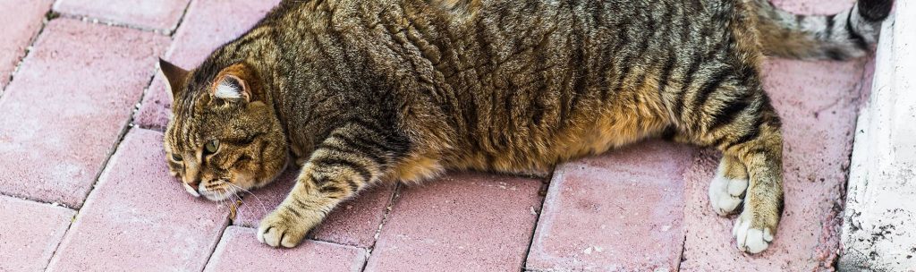 Overweight tabby cat laying outside