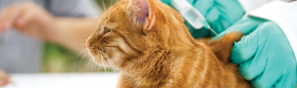 Ginger cat getting their vaccine shot