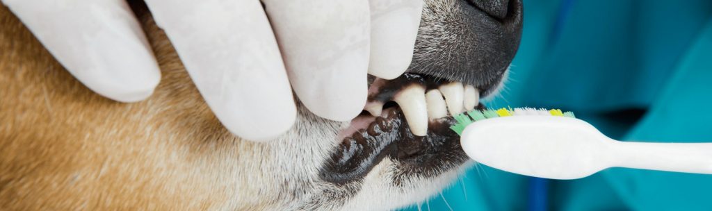 Closeup of vet cleaning a dog's teeth with a tooth brush