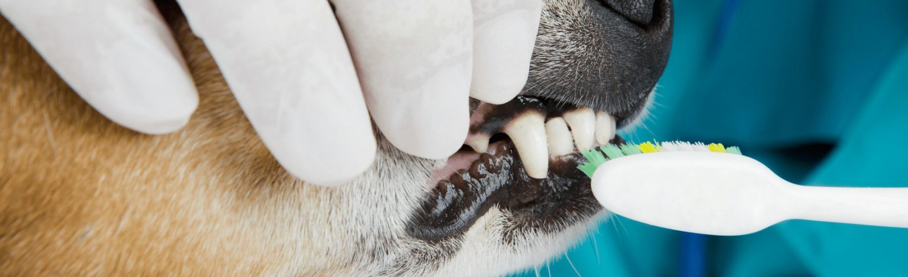 Closeup of vet cleaning a dog's teeth with a tooth brush