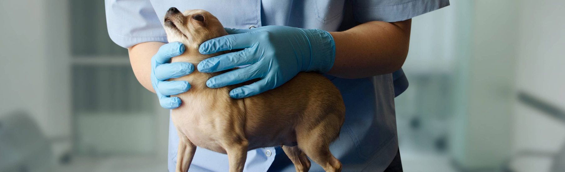 A vet with blue gloves on holding a chihuahua