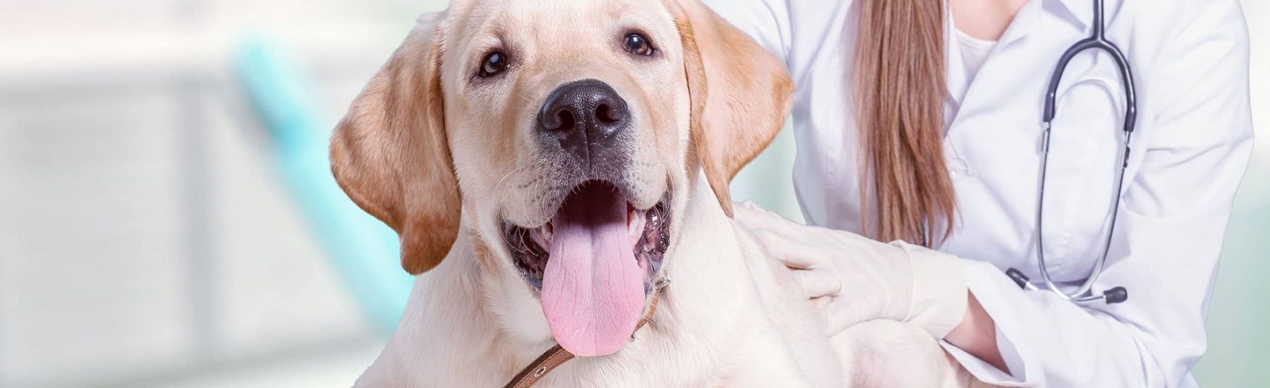 A lab dog with their tongue out