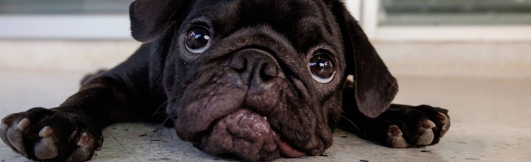 Close up of a black pug dog looking sad