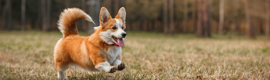 A Corgi dog running in an open field