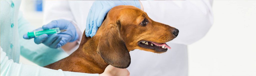 A brown dog getting a vaccination shot