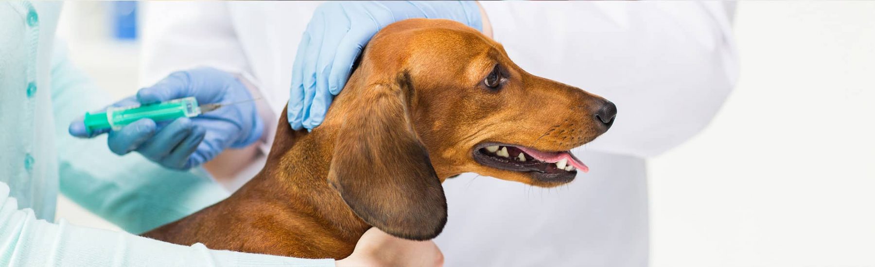 A brown dog getting a vaccination shot