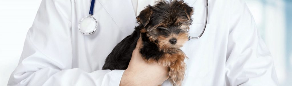 Cute puppy in a vet's hand
