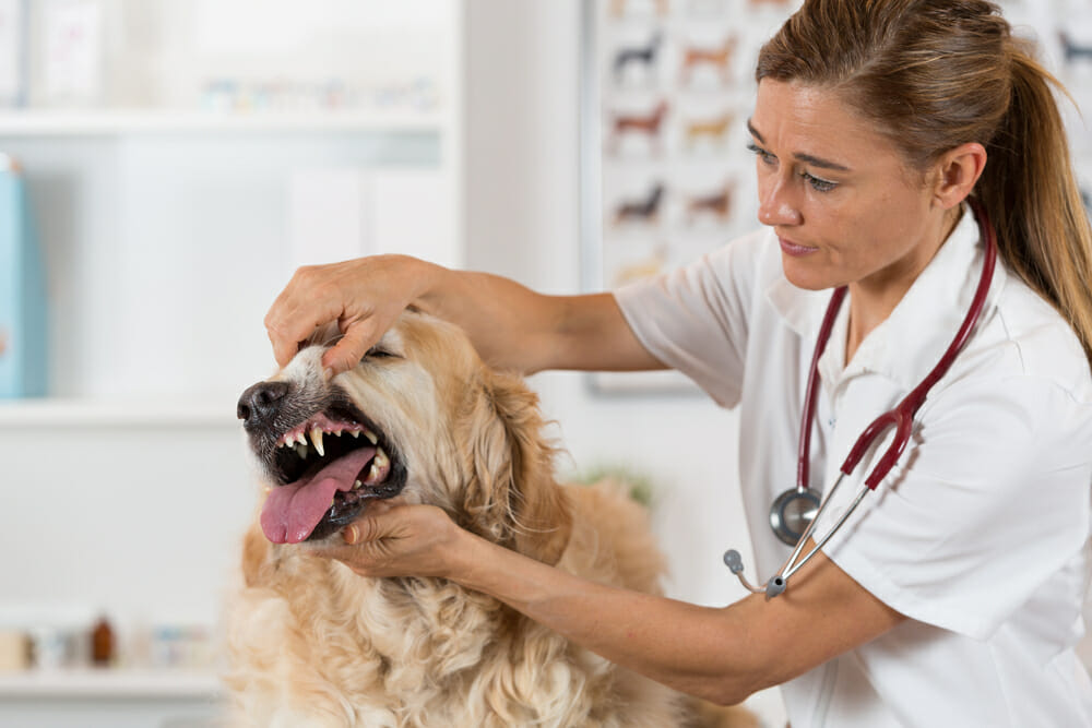 dog dental checkup